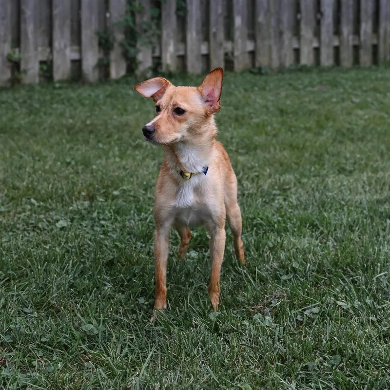 Stella thumbnail 3