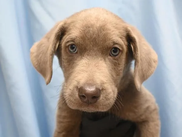 A baby small-sized male Newfoundland Dog dog named Puffin for adoption in Portland, OR