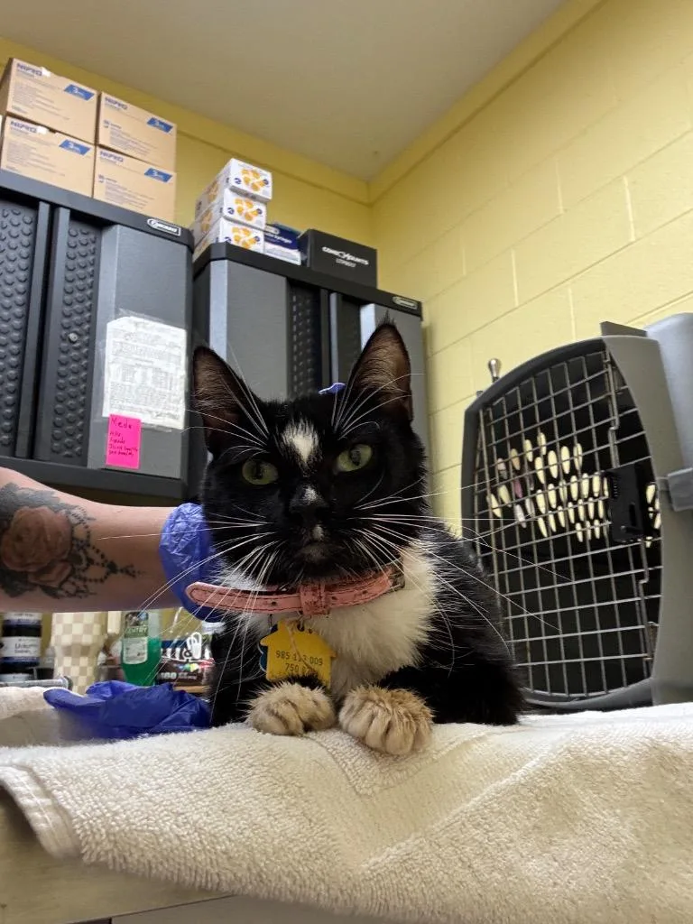 An adult small-sized female Domestic Short Hair cat named Maisy for adoption in Crossville, TN