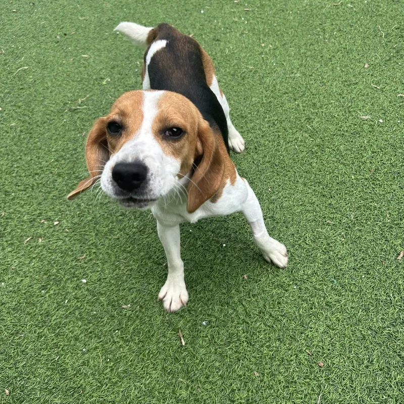 An adult small-sized male Beagle dog named Langley for adoption in Lauderhill, FL