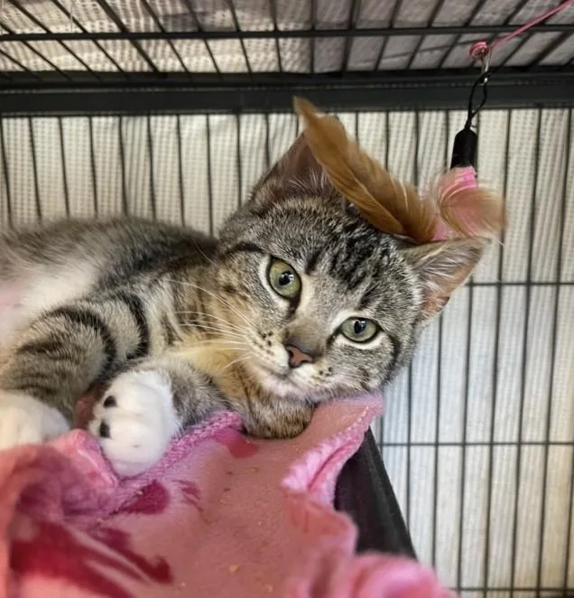 A baby small-sized female Domestic Short Hair cat named Nala for adoption in Hagerstown, MD