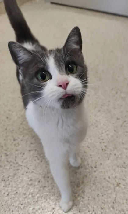 An adult medium-sized female Domestic Short Hair cat named Garden for adoption in Lafayette, IN