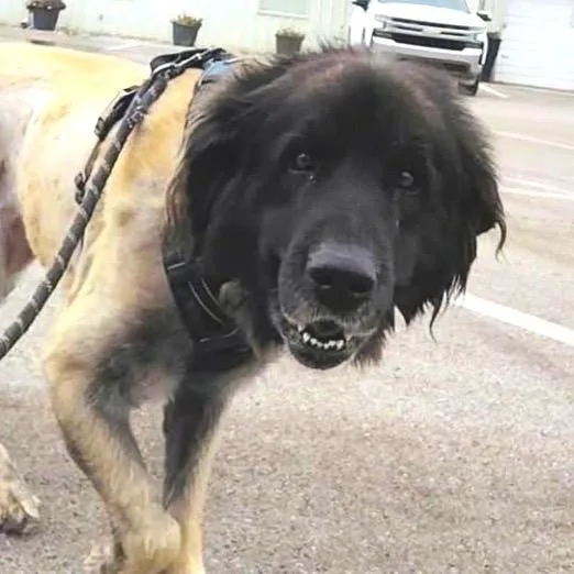 An adult large-sized female Black Leonberger dog named Scarlet for adoption in Idaho Falls, ID