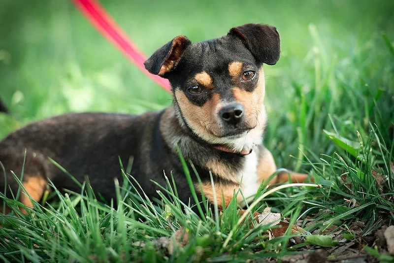 Trader Joe thumbnail 2