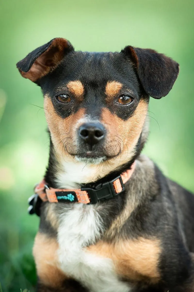 Trader Joe thumbnail 3