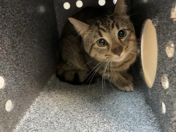 An adult medium-sized male Domestic Short Hair cat named Cherry Tree for adoption in New York, NY