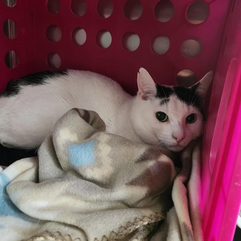 An adult medium-sized male Black Domestic Short Hair cat named Mushy for adoption in Brockton, MA