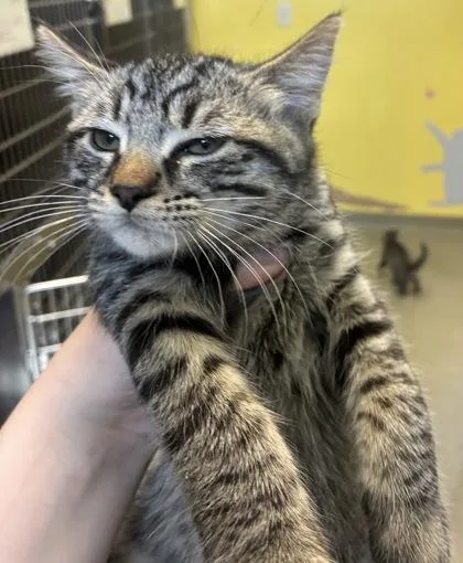 A young small-sized male Domestic Short Hair cat named Mack for adoption in Beatrice, NE