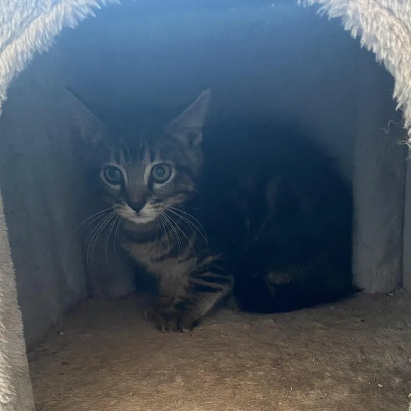A baby small-sized male Gray / Blue / Silver Domestic Short Hair cat named Apollo for adoption in West Des Moines, IA