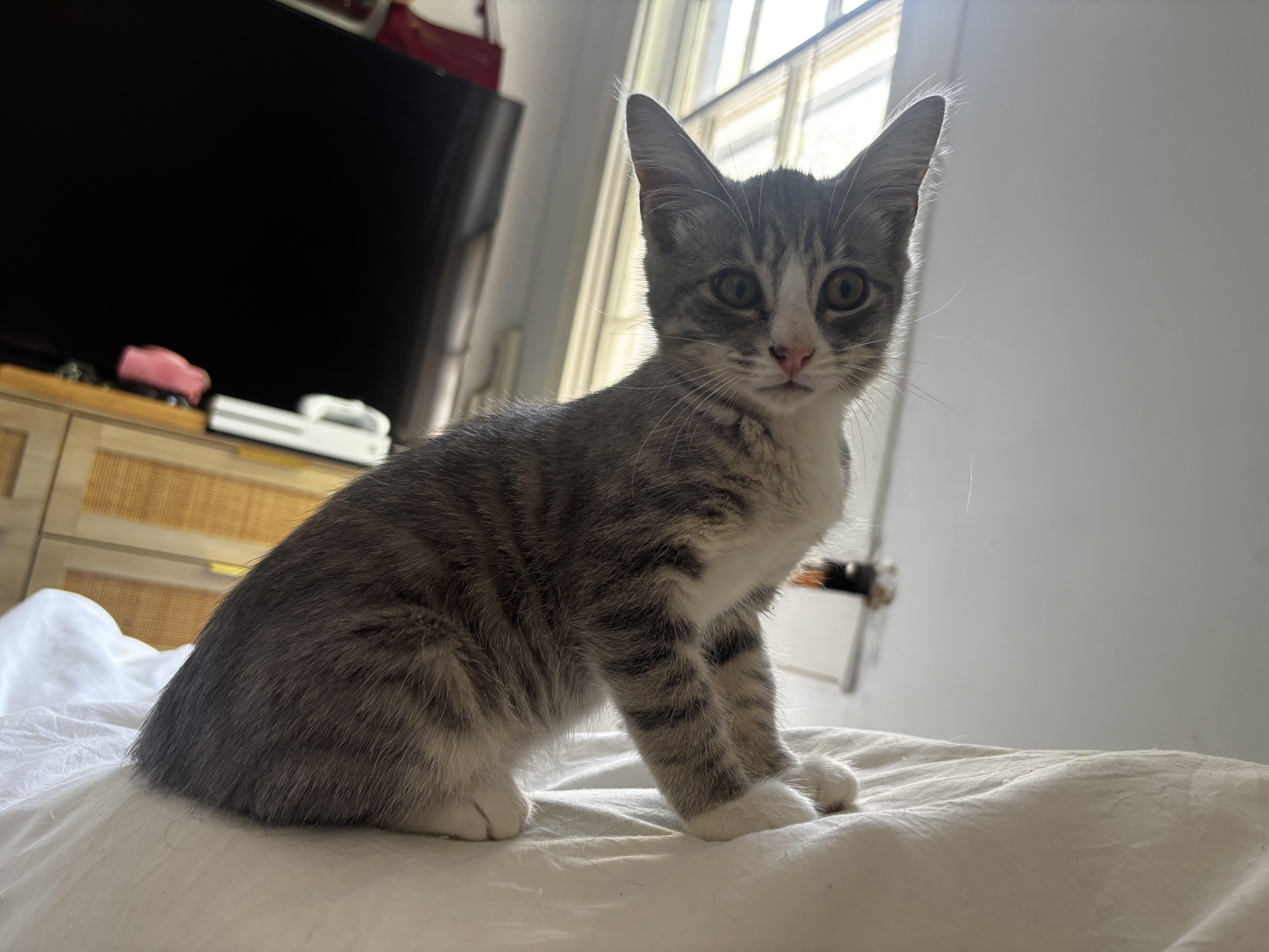 A baby small-sized female Tabby (Gray / Blue / Silver) Domestic Short Hair cat named Downtown for adoption in Richmond, VA