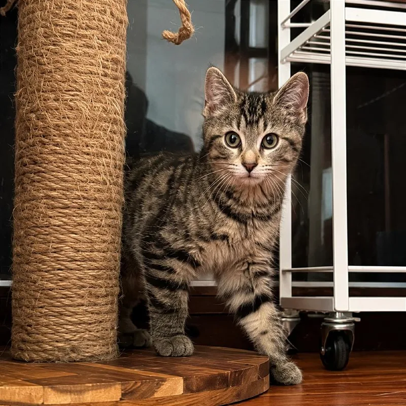 A baby small-sized female Domestic Short Hair cat named Popcorn for adoption in Gibsonia, PA