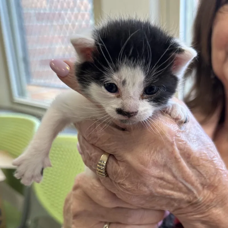 A baby small-sized female White Domestic Short Hair cat named Squirt for adoption in Philadelphia, PA