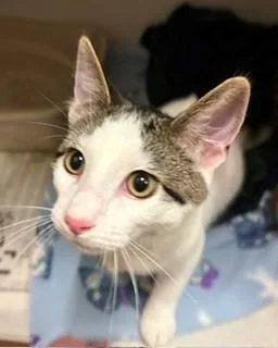 A baby medium-sized male Tabby (Brown / Chocolate) Domestic Short Hair cat named Lachlan for adoption in Mason City, IA