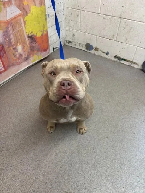 An adult medium-sized female Pit Bull Terrier dog named Darcy for adoption in San Bernardino, CA
