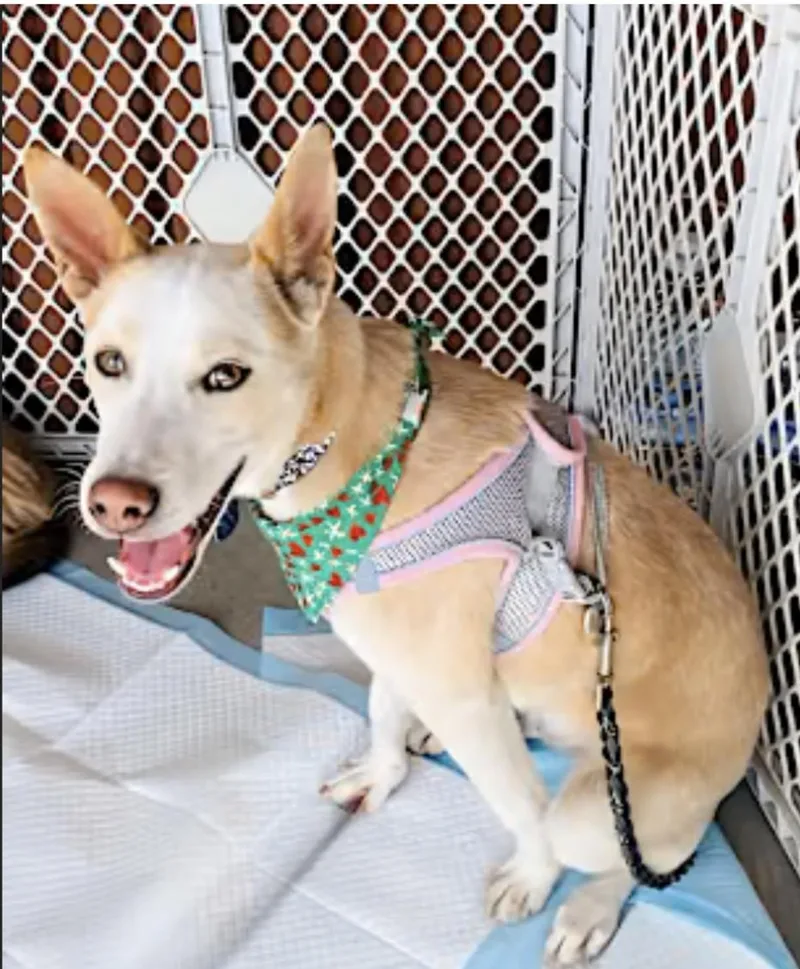 Charlie Aka Chicken thumbnail 2