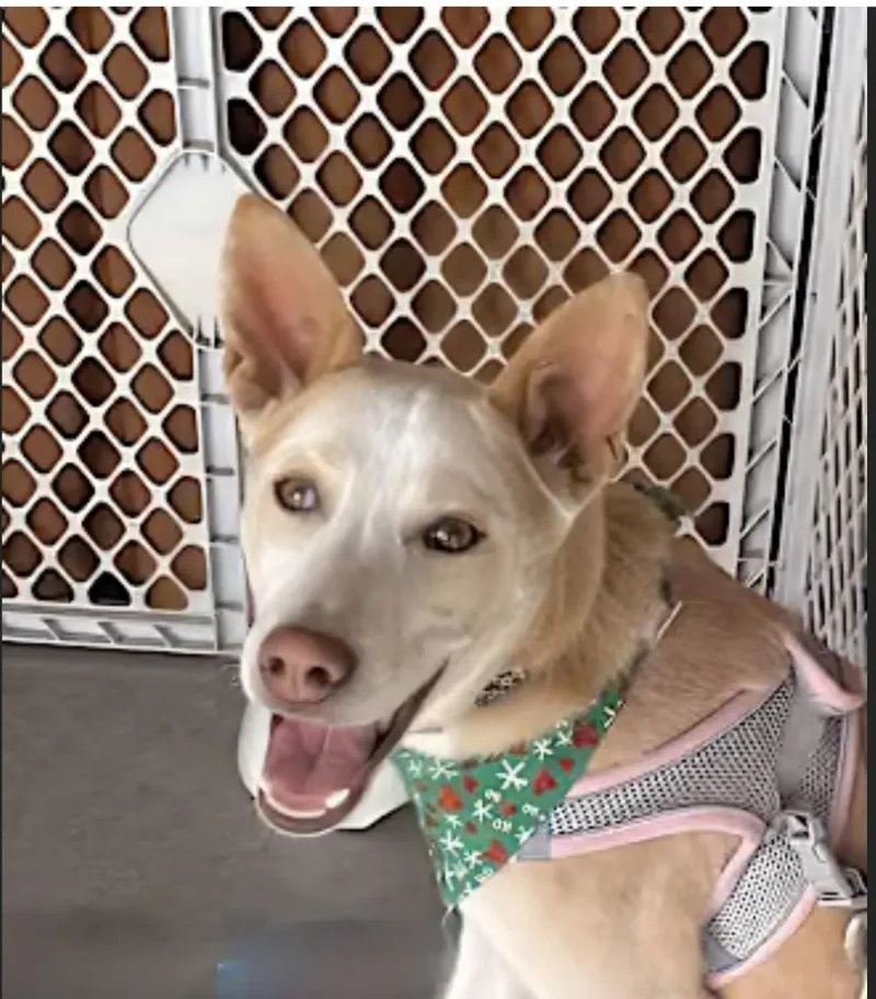 Charlie Aka Chicken thumbnail 3