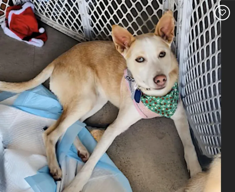 Charlie Aka Chicken thumbnail 4