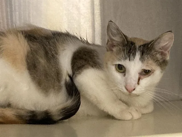 A young medium-sized female Domestic Short Hair cat named Helen for adoption in Tustin, CA