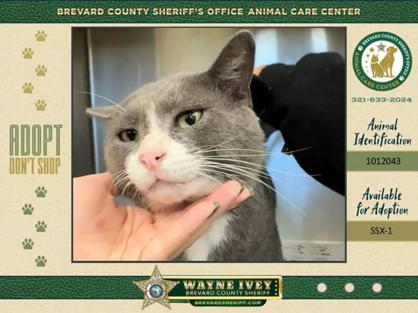 An adult medium-sized male Domestic Short Hair cat named Tom for adoption in Melbourne, FL