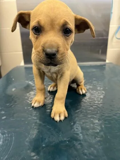A baby small-sized male Mixed Breed dog named Tritt for adoption in West Chester, PA