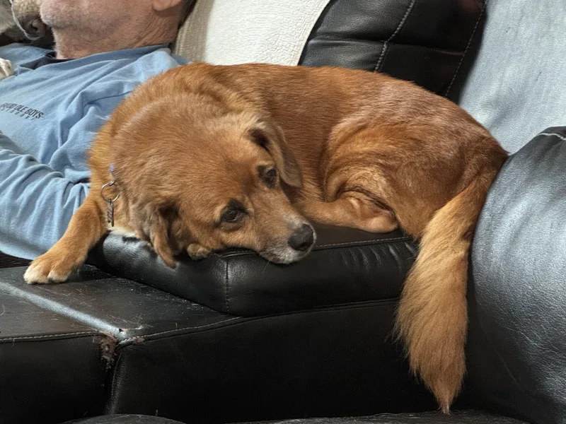 Pooh Bear thumbnail 3