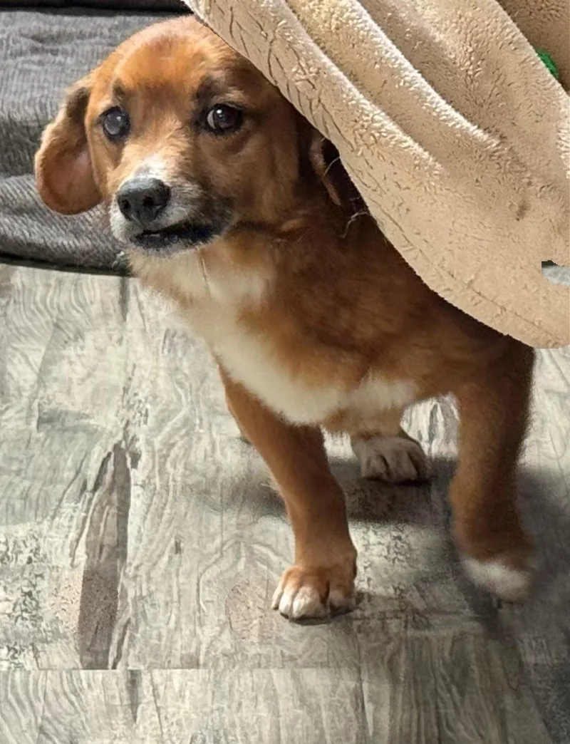 Pooh Bear thumbnail 4