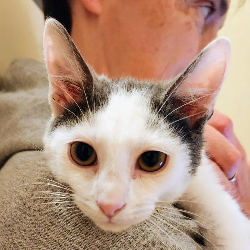 Captain Hook thumbnail 3