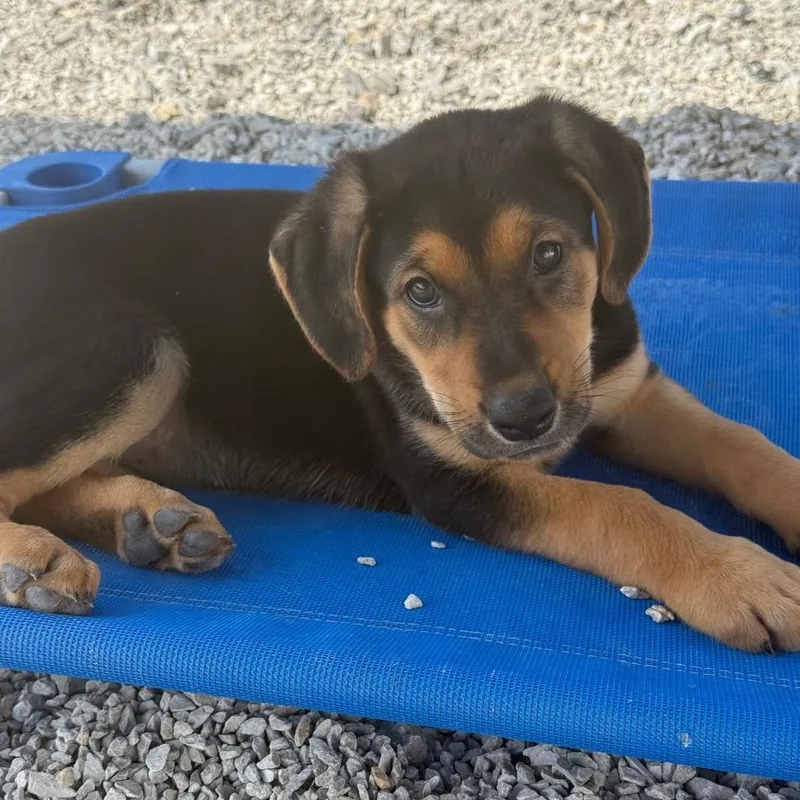 A baby medium-sized female Black Labrador Retriever dog named Spaghetti for adoption in St. Peters, MO