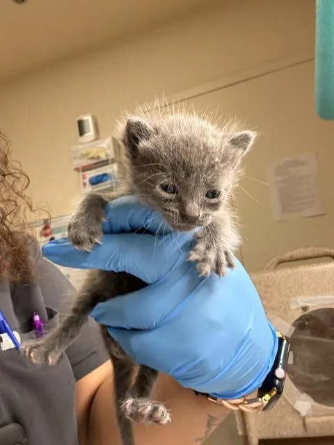 A baby small-sized female Domestic Short Hair cat named Burrata for adoption in Riverside, CA
