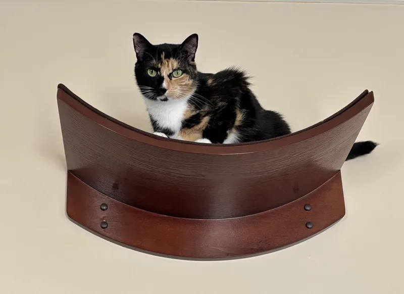 A young medium-sized female Calico Calico cat named Chanel for adoption in Sautee Nacoochee, GA