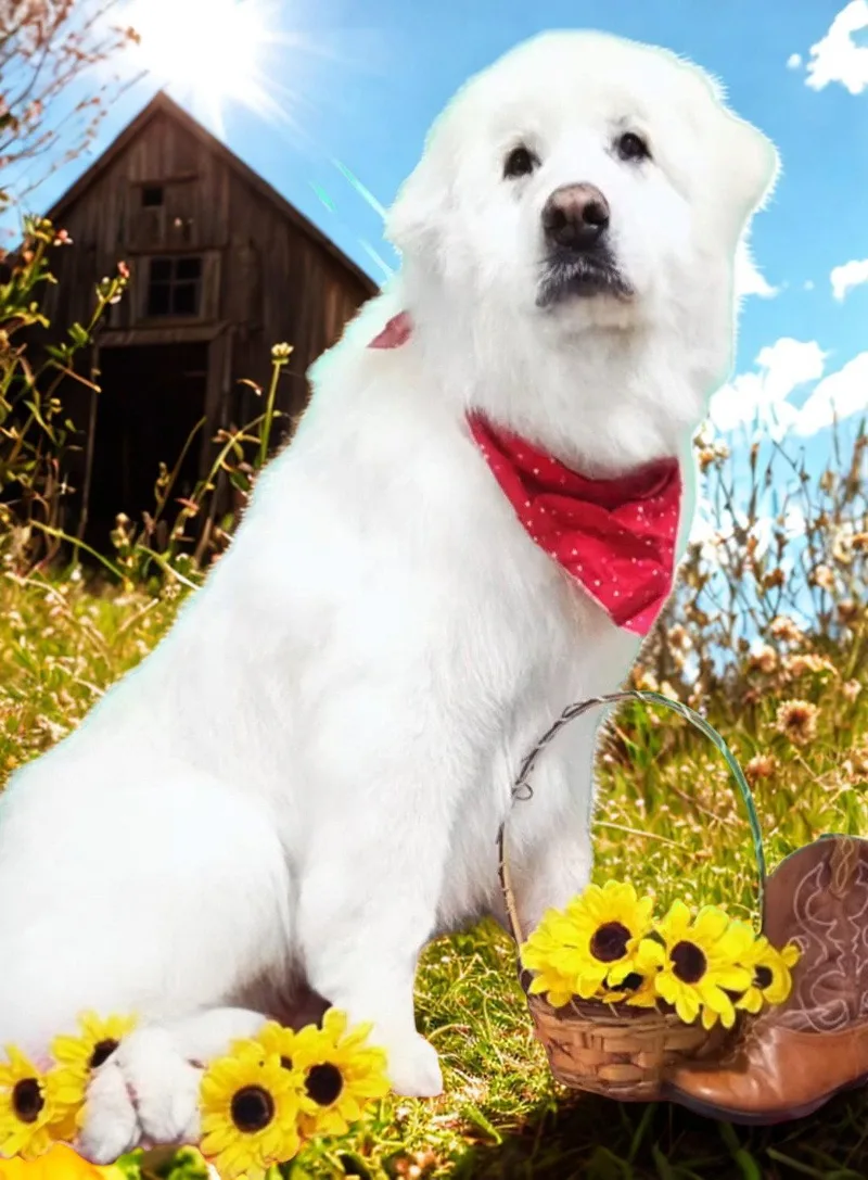 A senior large-sized female Great Pyrenees dog named Harriet for adoption in Croydon, NH