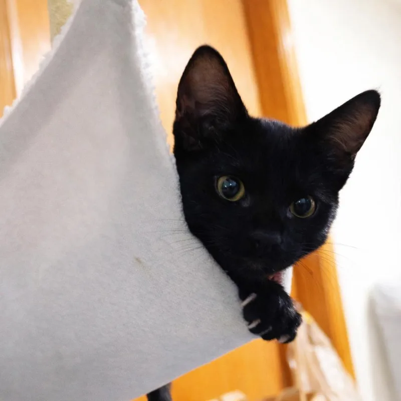 A baby small-sized male Black Domestic Short Hair cat named Cosmo for adoption in Madison, WI