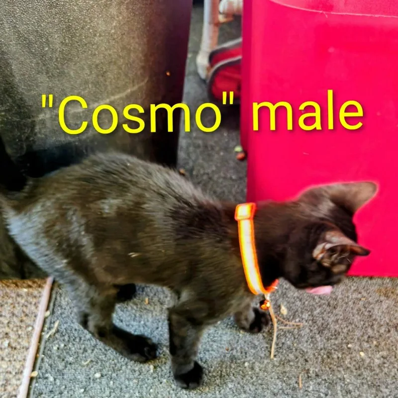 Cosmo thumbnail 3
