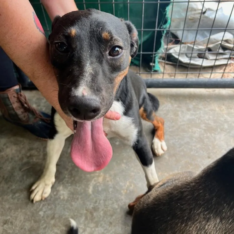 An adult medium-sized male Black Rat Terrier dog named Rubble for adoption in Newark, DE
