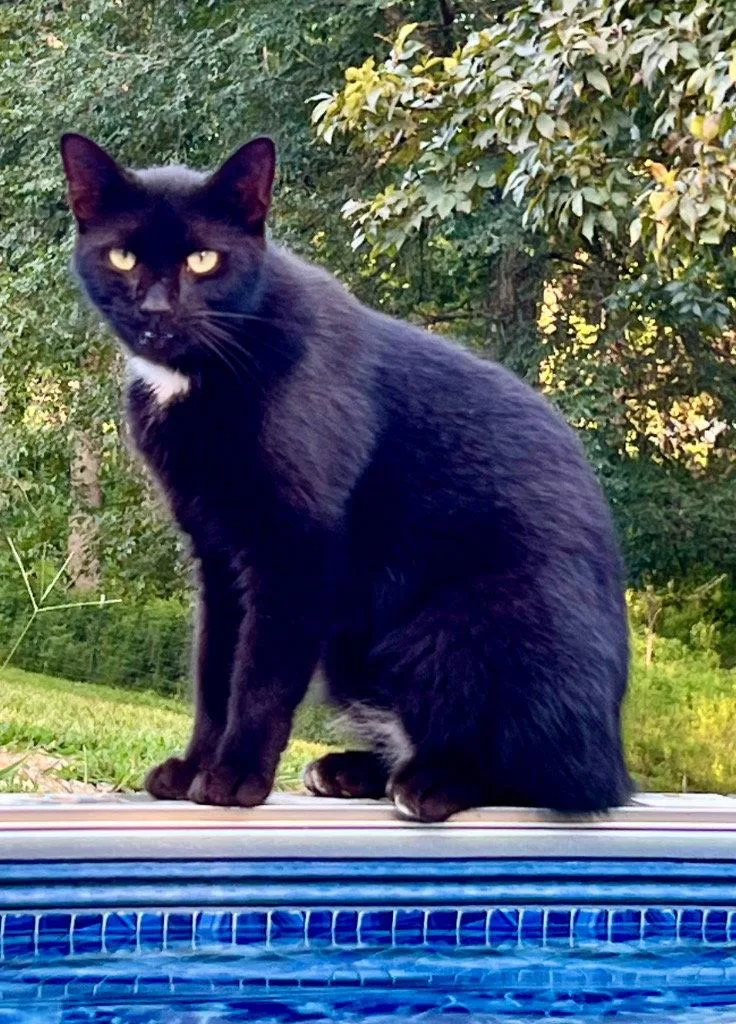 A young medium-sized male Domestic Short Hair cat named Tippy for adoption in Cromwell, KY