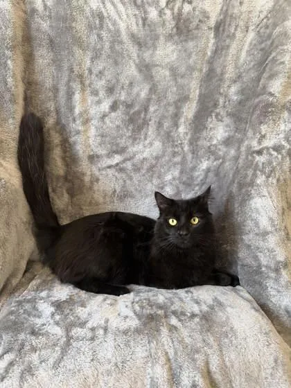 An adult medium-sized male Domestic Short Hair cat named Greg for adoption in Buffalo, MN