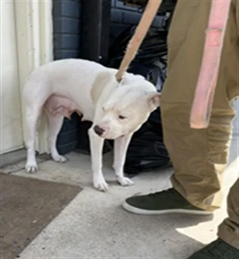 A young medium-sized female Pit Bull Terrier dog named Poppy for adoption in Killeen, TX