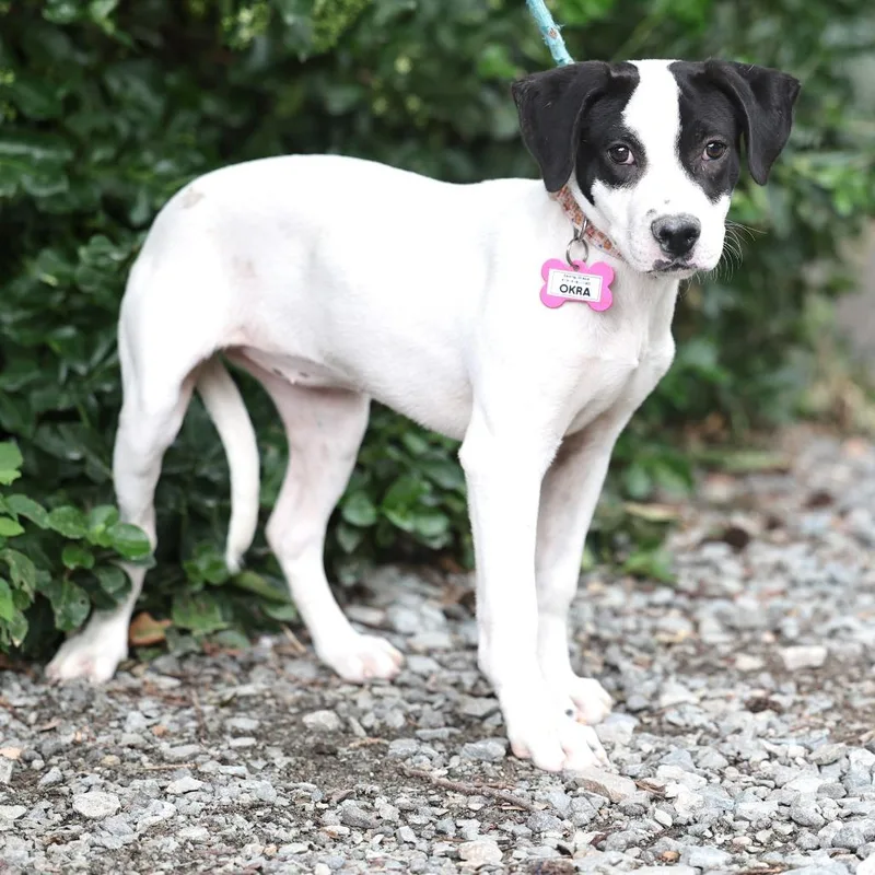 A baby small-sized female White / Cream Retriever dog named Okra for adoption in Wake Forest, NC