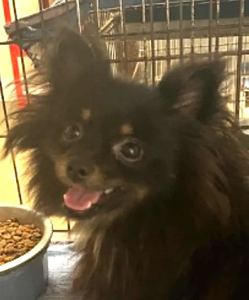A young small-sized female Black Pomeranian dog named Berry for adoption in Robinson, IL