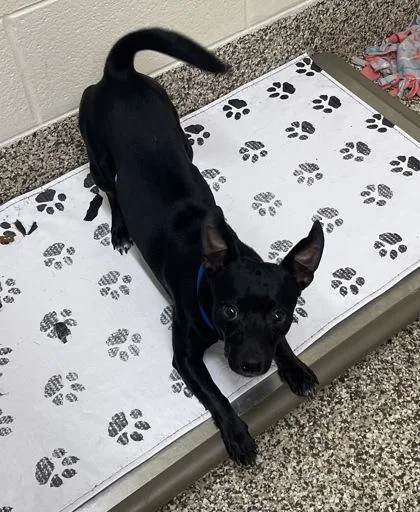 An adult small-sized male Chihuahua dog named Pablo for adoption in Westland, MI