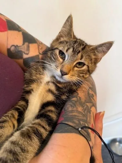 An adult small-sized male Domestic Short Hair cat named Beans for adoption in Berwick, PA