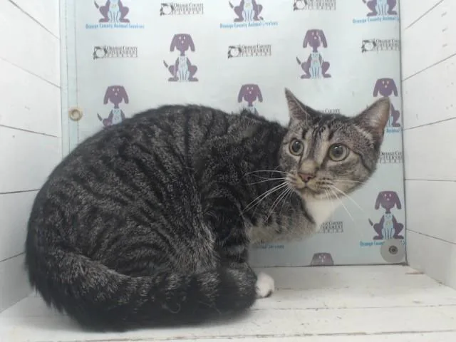An adult small-sized male Domestic Short Hair cat named Cosmo for adoption in Orlando, FL