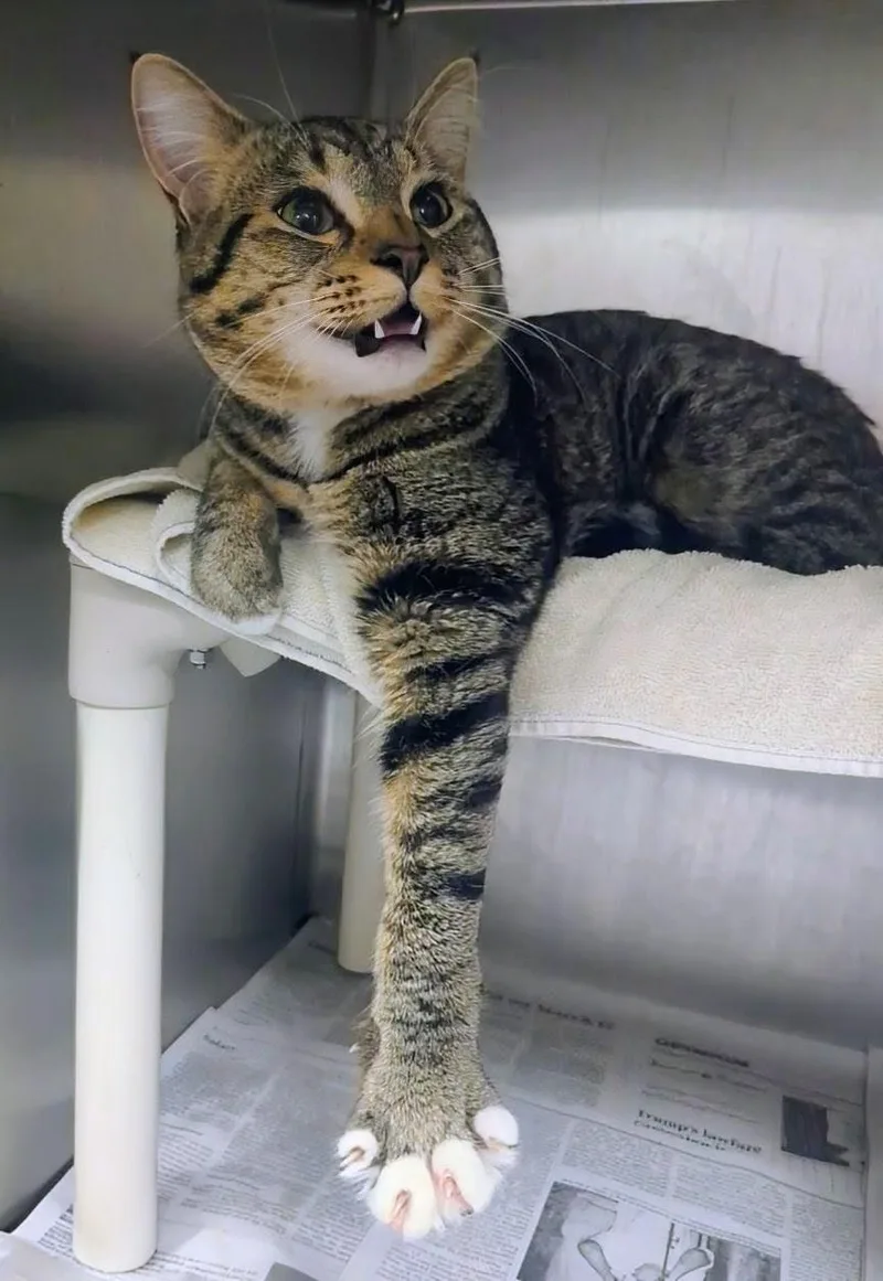 A young large-sized male Tabby (Gray / Blue / Silver) Domestic Short Hair cat named Evan for adoption in Springfield, IL
