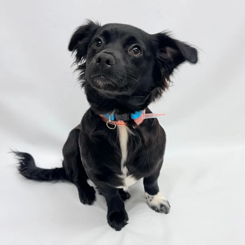 A young small-sized female Chihuahua dog named Pippi for adoption in Parker, CO