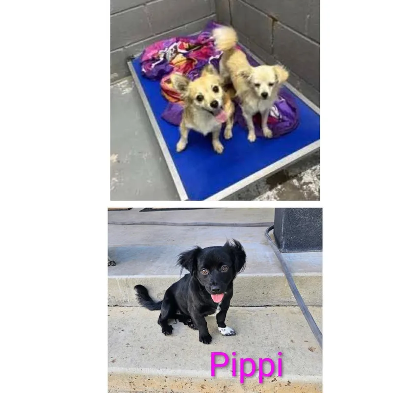 Pippi thumbnail 3