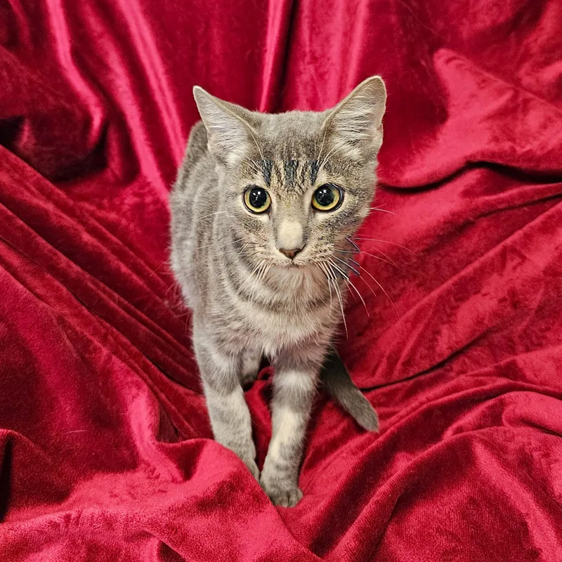 A baby medium-sized male Tabby (Gray / Blue / Silver) Domestic Short Hair cat named Fuzz Lightyear for adoption in Searcy, AR