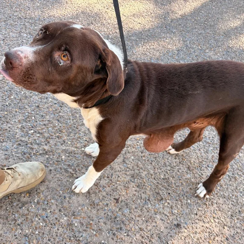 A senior large-sized male Brown / Chocolate Pit Bull Terrier dog named Carl for adoption in Edinburg, TX