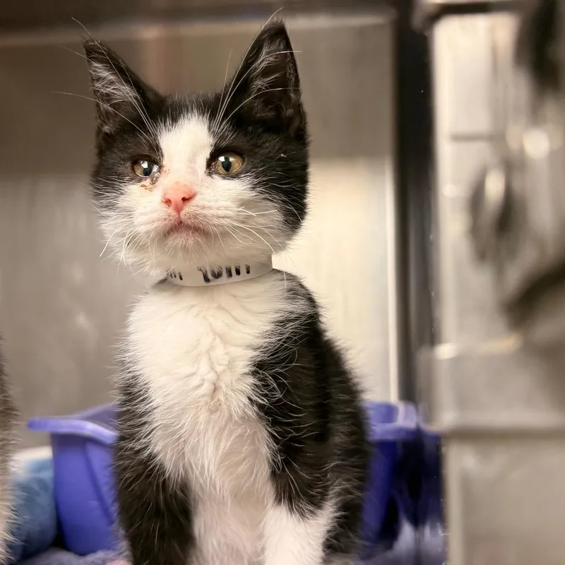 A baby small-sized male Black Domestic Short Hair cat named Yum Yum for adoption in Evansville, IN