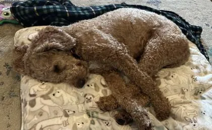 An adult medium-sized male Poodle dog named Calvin for adoption in Kansas City, MO