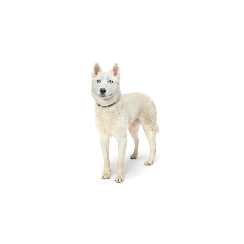 A young medium-sized female White / Cream Husky dog named Winter for adoption in Playa Vista, CA